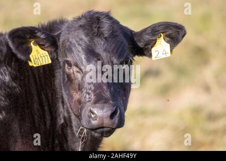 Gesicht einer Aberdeen Angus-Kuh auf einem Feld im Vereinigten Königreich Stockfoto