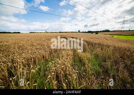 Die Abbildung zeigt eine Shropshire/Staffordshire Feld in Pattingham, Großbritannien Stockfoto