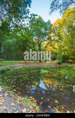 Herbst im Bacton Holz in North Norfolk in Großbritannien Stockfoto