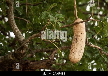 Früchte der Wurst Baum, Kigelia Africana, Bignoniaceae, Masai Mara National Reserve, Kenia, Afrika Stockfoto