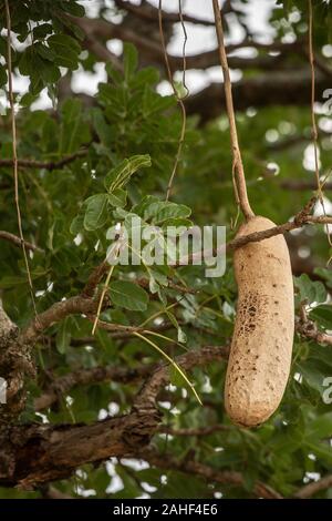 Früchte der Wurst Baum, Kigelia Africana, Bignoniaceae, Masai Mara National Reserve, Kenia, Afrika Stockfoto