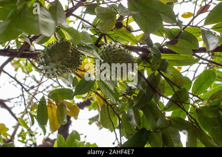 Frische Guanabana, Annona muricata, Annonaceae, Mto Wa Mbu, Tansania, Afrika Stockfoto