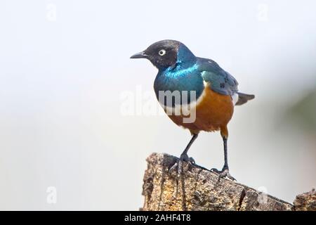 Ausgezeichnete Starling (Lampronornis superbus) auf einem Baumstamm, Brisighella, Kenia. Stockfoto