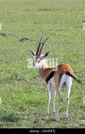 Thomson's Gazelle (Eudorcas Thomsonii), Masai Mara, Kenia. Stockfoto