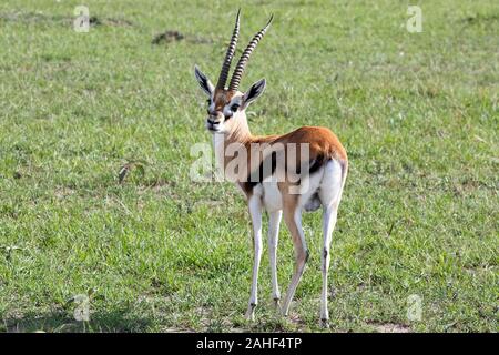 Thomson's Gazelle (Eudorcas Thomsonii), Masai Mara, Kenia. Stockfoto