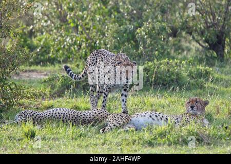 Drei männliche Geparden (Acinonyx jubatus), entspannen im Schatten eines Busches, Masai Mara, Kenia. Stockfoto