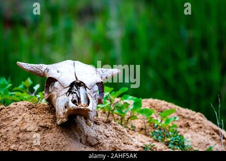 Schließen uo alte Kuh Schädel liegt auf dem Boden Stockfoto