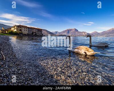 Schwan, am Comer See. Stockfoto