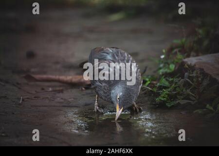 Vogel trinkt Wasser aus dem Boden Stockfoto