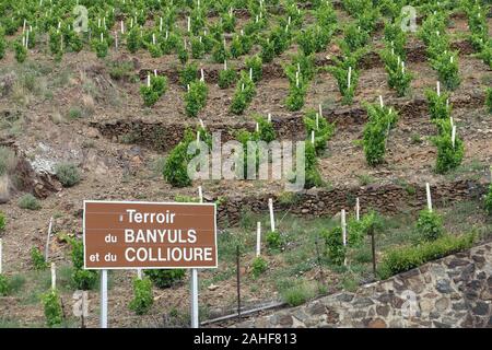 Weinberg Landschaft in der Nähe von Banyuls-sur-mer, Pyrenees Orientales, Roussillon, Vermeille-küste, Frankreich Stockfoto