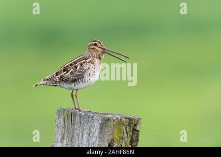 Bekassine Gallinago Gallinago, Bekassine Stockfoto