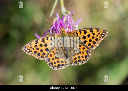 Kleiner, Perlmutterfalter Issoria lathonia, Königin von Spanien Fritillary Stockfoto