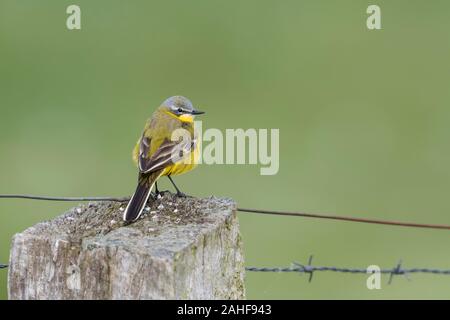 Maennchen, schafstelze Motacilla flava, Männliche western Schafstelze Stockfoto