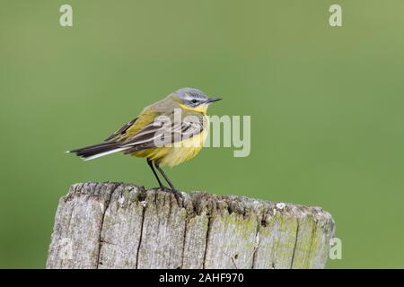 Maennchen, schafstelze Motacilla flava, Männliche western Schafstelze Stockfoto