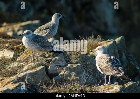 Juvenile Yellow-Legged Möwe (Larus michahellis) an Papoa Punkt Peniche Portugal Estremadura Stockfoto