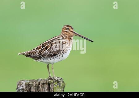 Bekassine Gallinago Gallinago, Bekassine Stockfoto