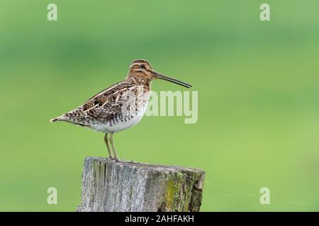 Bekassine Gallinago Gallinago, Bekassine Stockfoto