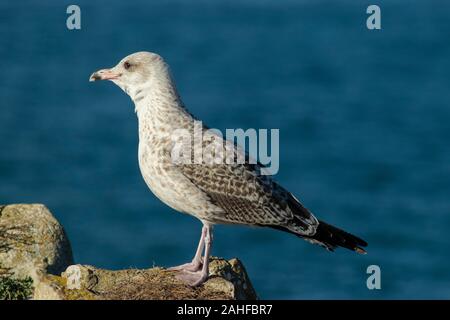 Juvenile Yellow-Legged Möwe (Larus michahellis) an Papoa Punkt Peniche Portugal Estremadura Stockfoto