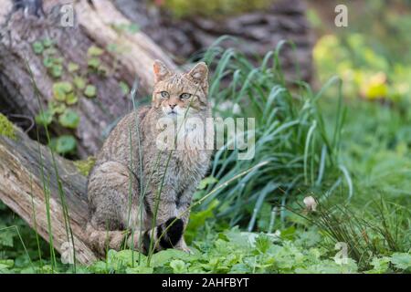 Europaeische Wildkatze, Felis Silvestris, Europäische Wildkatze Stockfoto