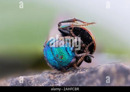 , Goldwespe Hedychrum Nobile, Ruby-tailed Wasp Stockfoto