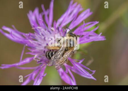 Hosenbiene Weibchen, Dasypoda hirtipes, weiblichen Pantalon bee Stockfoto