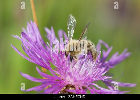 Hosenbiene Maennchen, Dasypoda hirtipes, männliche Pantalon bee Stockfoto