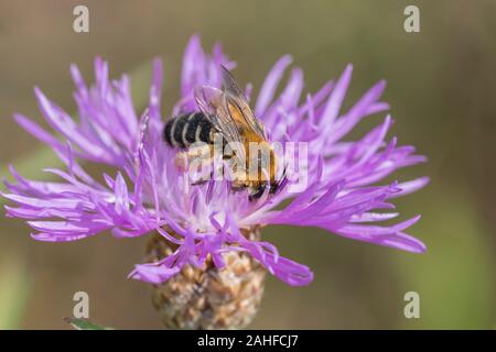 Hosenbiene Weibchen, Dasypoda hirtipes, weiblichen Pantalon bee Stockfoto