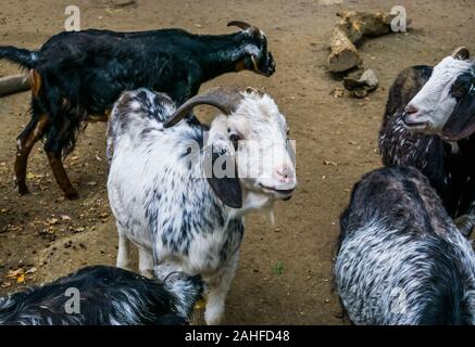 Closeup Portrait einer damara Ziege, afrikanische Schafe züchten aus Damaraland in Namibia Stockfoto