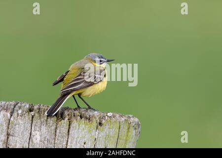 Maennchen, schafstelze Motacilla flava, Männliche western Schafstelze Stockfoto