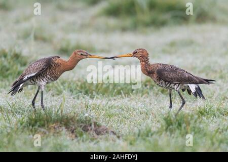 Uferschnepfe, Motacilla alba, schwarz tailed godwit Stockfoto