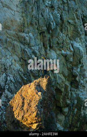 Gemeinsame Shag (Phalacrocorax aristotelis) auf einem Felsen Pinnacle bei Papoa Punkt Peniche Portugal Estremadura Stockfoto