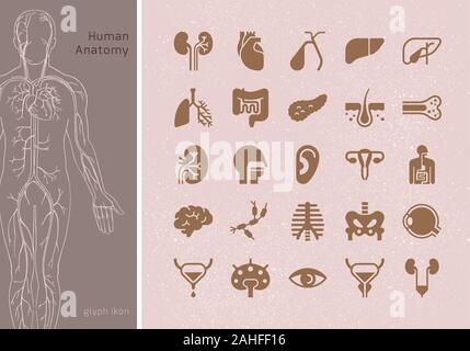 Große Satz linearer Vector Icons von menschlichen Organen mit Signatur. Stock Vektor