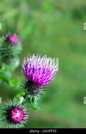 Blühende Kräuter pflanze Mariendistel Sylybum marianum mit Lila Rosa Blüten. Close Up. Grünen Hintergrund anzeigen. Selektive Weichzeichner. T Stockfoto