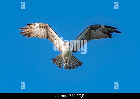 Osprey schwebt über der Suche nach Nahrung Stockfoto