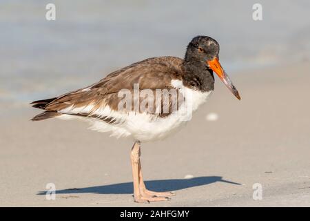 American oyster Catcher steht am Strand Stockfoto