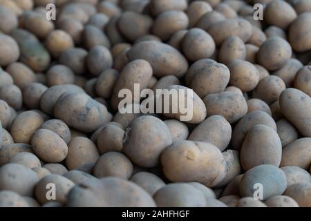 Frisch gepflückte Kartoffeln bis zur weiteren Verteilung Blocklagerung Stockfoto