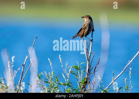 Weibliche Red Winged Blackbird sitzt in der Nähe von einem See - Florida gehockt Stockfoto