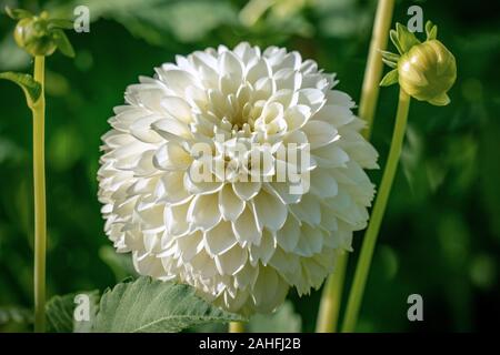 Detaillierte Nahaufnahme von einem wunderschönen weißen "Citrin" Ball Dahlie Blume blühen in den hellen Sonnenschein Stockfoto