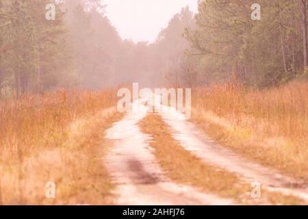 Schotterpiste durch die Wildnis in Florida - Herbstfarben Stockfoto