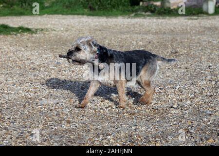 Ein Yorkshire Terrier Hund Spaziergänge entlang Lepe Strand mit einem Stock in den Mund, Dezember 2019 Stockfoto