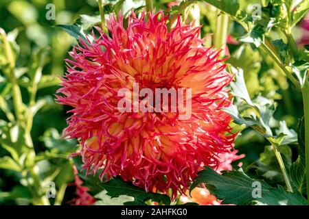 Detaillierte Nahaufnahme eines schönen "Normandie Orange Fluff 'Dahlie Blume blühen in den hellen Sonnenschein Stockfoto