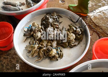 Vietnam hat viele Straße an Verkaufsständen und auf Märkten verkaufen alles von lebende Frösche zu Shell Fische und andere Waren. Stockfoto