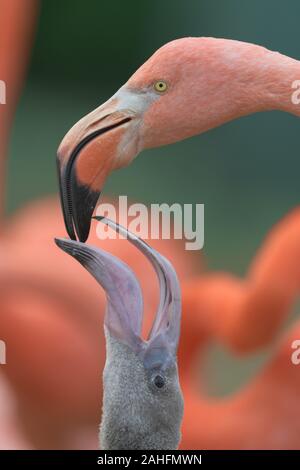 Mutter rosa Flamingo Fütterung ein säugling Flamingo mit Vogel Milch in den Schnabel Stockfoto