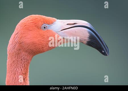 Closeup Profil Portrait von einem rosa Flamingo gegen einen glatten grünen Hintergrund Stockfoto