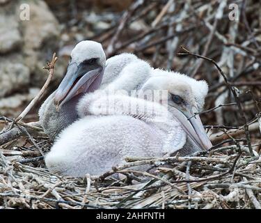 Braun baby Pelikane close-up Profil ansehen ruht auf dem Nest anzeigen weißlich Federn, Körper, Kopf, Schnabel, Auge, Gefieder in seine Umwelt und surro Stockfoto