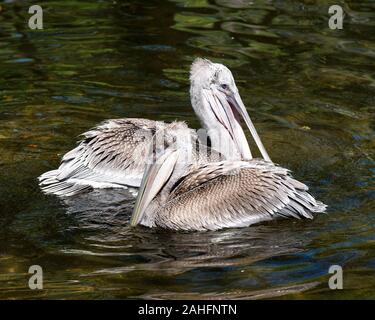 Brown pelican juvenilen Vögel im Wasser mit Wasser Hintergrund ihr Gefieder, Flügel, Köpfe anzeigen, langen Schnäbeln, Augen, in der Umwelt und Sur Stockfoto