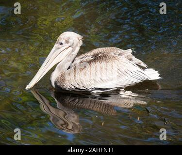 Brown pelican juvenile Vogel im Wasser mit Wasser Hintergrund mit Reflexion des Vogels, ihr Gefieder, Flügel anzeigen, Kopf, langer Schnabel, Auge, in der it Stockfoto