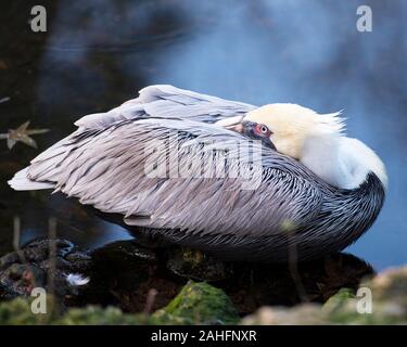 Brown pelican das Leben zu genießen. Stockfoto