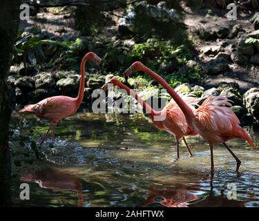 Flamingo Vögel Trio im Wasser ihre Körper, Flügel aussetzen, langen Hals, Kopf, Schnabel, lange Beine genießen ihre Umwelt und Umgebung. Stockfoto