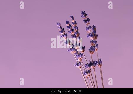 Getrocknete Lavendelblüten in Nahaufnahme Makro. Mit Kopie Raum isoliert, elegant im Design auf Violett Hintergrund. Vintage Style. Stockfoto